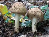 bedla ostroupinn