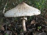 Macrolepiota procera