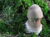 Macrolepiota procera 