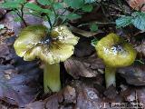 Tricholoma viridilutescens 