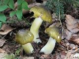 Tricholoma viridilutescens