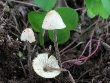 Mycena alnetorum 