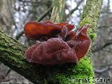 Auricularia auricula-judae 