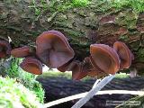 Auricularia auricula-judae 