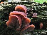 Auricularia auricula-judae 