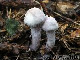 Cystolepiota bucknallii 