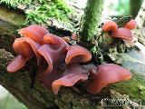 Auricularia auricula-judae 