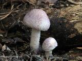 Cystolepiota bucknallii 