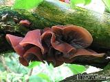 Auricularia auricula-judae 