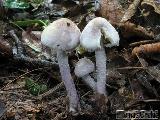 Cystolepiota bucknallii 