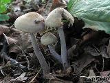 Cystolepiota bucknallii 