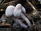 Cystolepiota bucknallii 