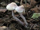 Cystolepiota bucknallii 