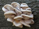 Pleurotus pulmonarius 