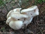 Pleurotus pulmonarius 