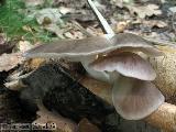 Pleurotus pulmonarius 