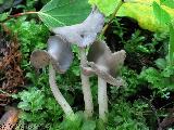 Helvella ephippium