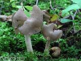 Helvella ephippium