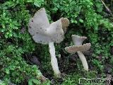 Helvella ephippium 