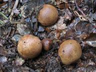 severní plzeňsko 22.8.2010 severní plzeňsko 22.8.2010