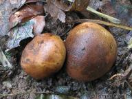 severní plzeňsko 22.8.2010 severní plzeňsko 22.8.2010