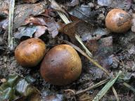 severní plzeňsko 22.8.2010 severní plzeňsko 22.8.2010