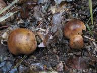 severní plzeňsko 22.8.2010 severní plzeňsko 22.8.2010