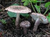 Lepiota fuscovinacea