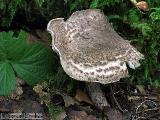 Lepiota fuscovinacea