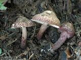 Lepiota fuscovinacea