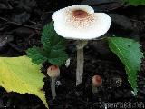 Lepiota cristata