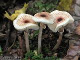 Lepiota cristata