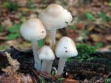 Mycena romagnesiana