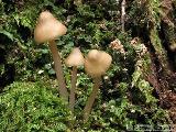 Mycena romagnesiana 