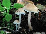 Mycena romagnesiana