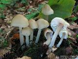 Mycena romagnesiana 