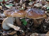 Tricholoma ustale 