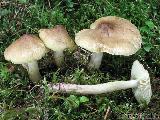 Tricholoma aestuans 