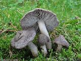 Tricholoma terreum 