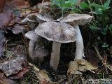 Tricholoma terreum 