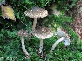 Lepiota grangei 