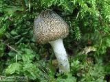 Lepiota grangei