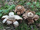 Geastrum triplex