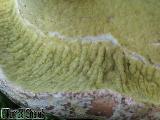 Hypomyces viridis 