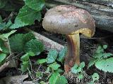 Cyanoboletus pulverulentus 