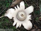 Geastrum triplex 