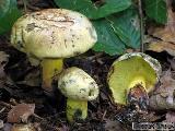 Cyanoboletus pulverulentus 