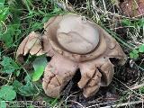 Geastrum triplex 