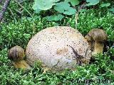 Pseudoboletus parasiticus