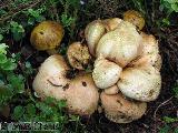 Pseudoboletus parasiticus 